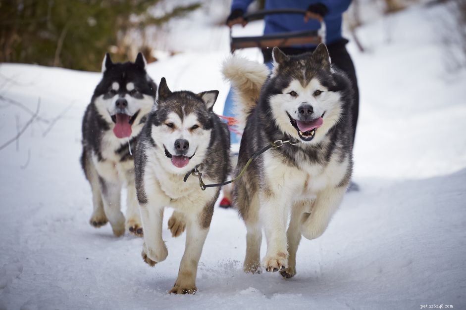 10 Cold-Weather Dog Breeds That Thrive in Frosty Environments