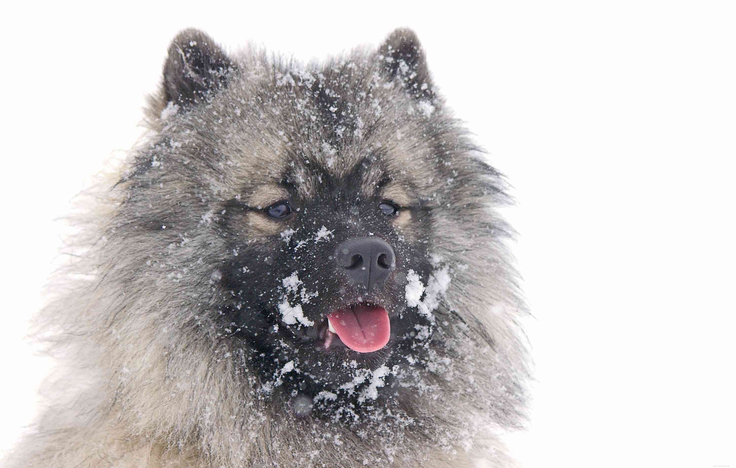 10 Cold-Weather Dog Breeds That Thrive in Frosty Environments