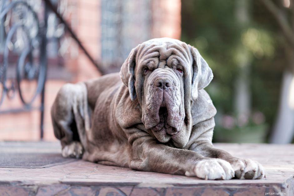 Top 10 Italian Dog Breeds for Your Perfect Companion