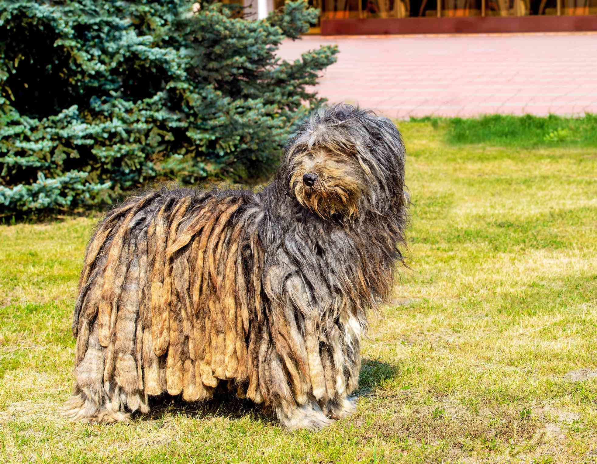 Top 10 Italian Dog Breeds for Your Perfect Companion