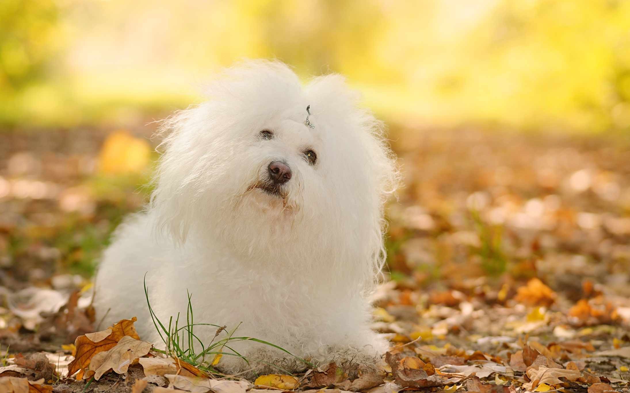 Top 10 Italian Dog Breeds for Your Perfect Companion