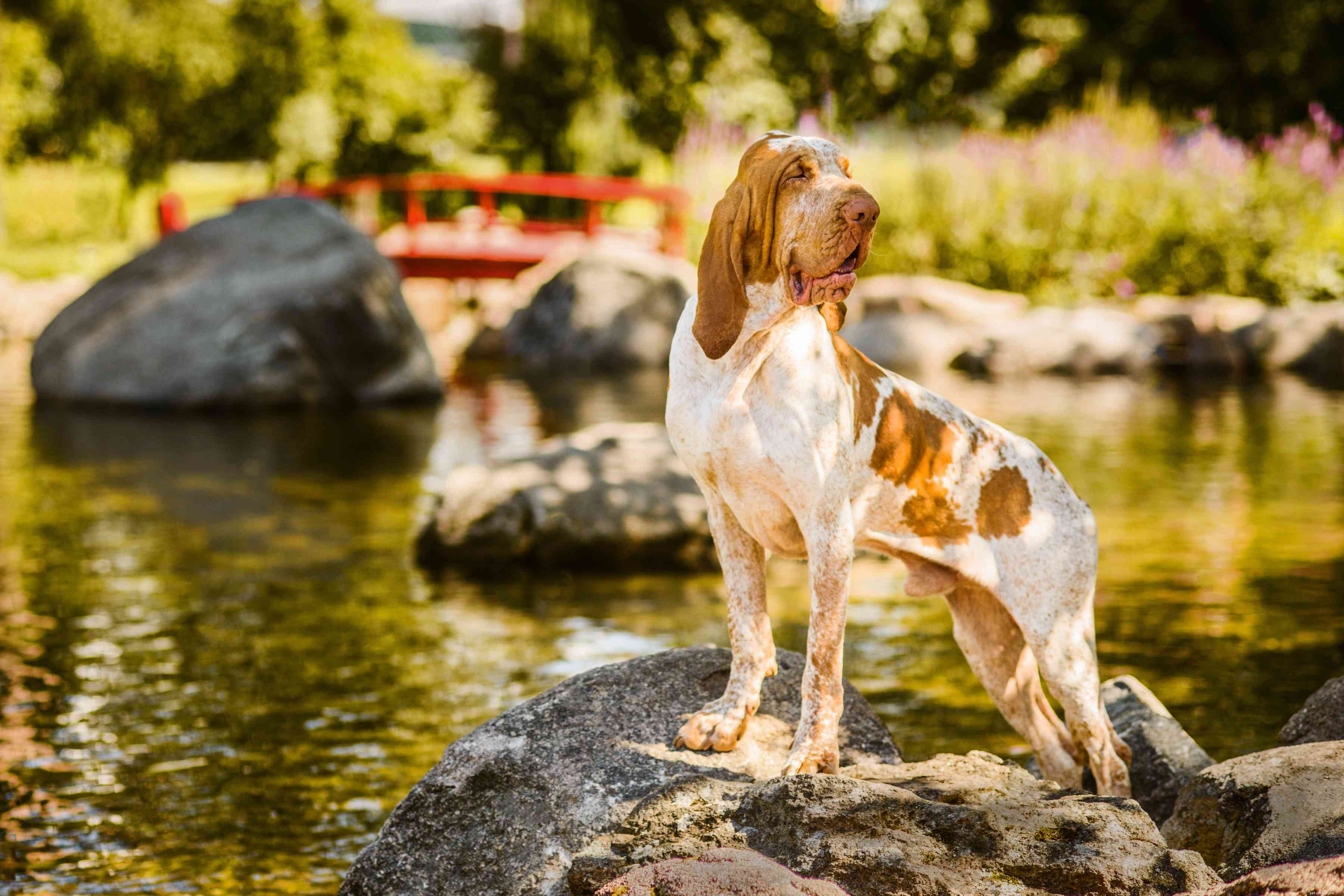 Top 10 Italian Dog Breeds for Your Perfect Companion