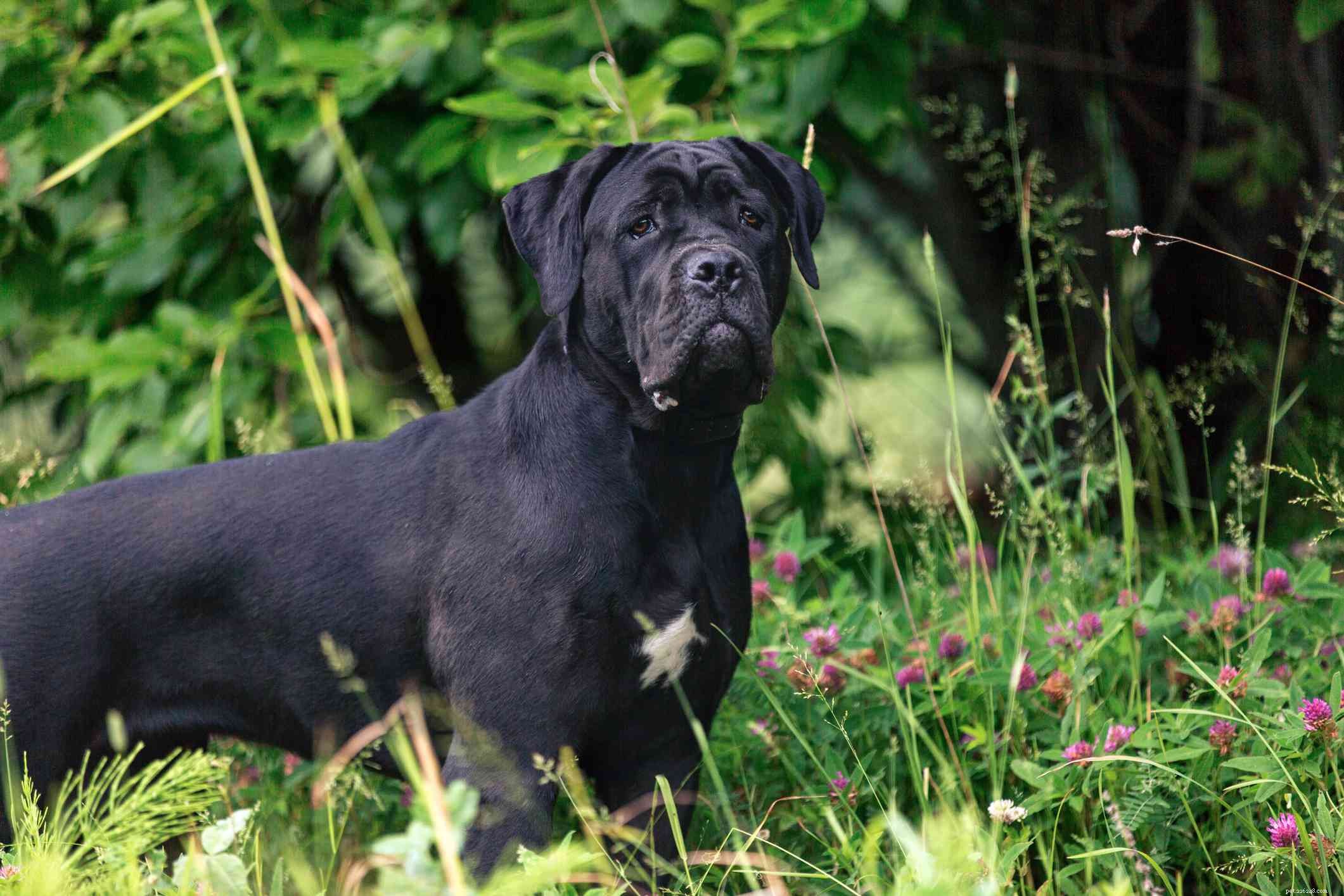 Top 10 Italian Dog Breeds for Your Perfect Companion