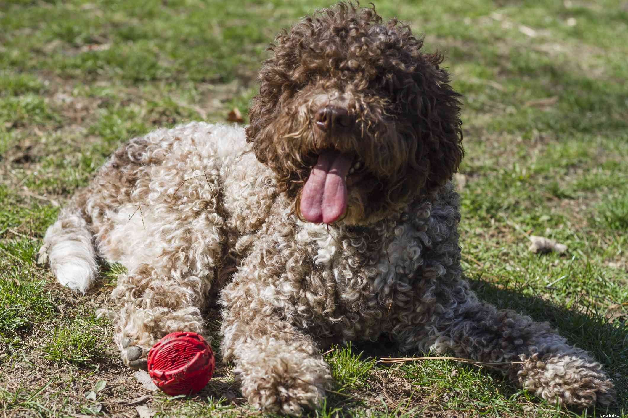 Top 10 Italian Dog Breeds for Your Perfect Companion