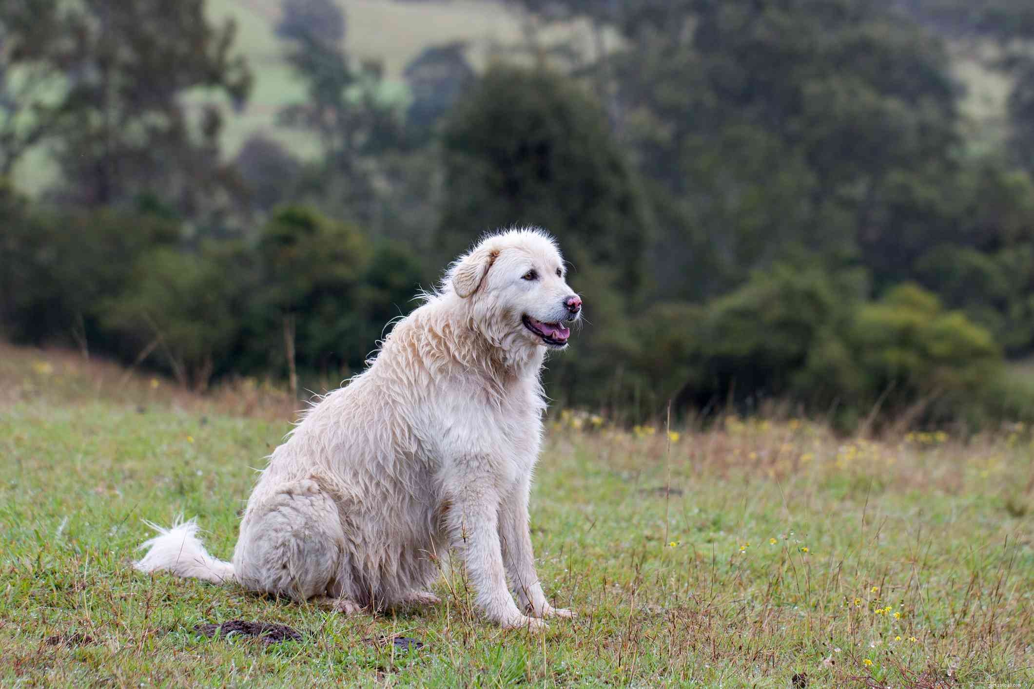 Top 10 Italian Dog Breeds for Your Perfect Companion