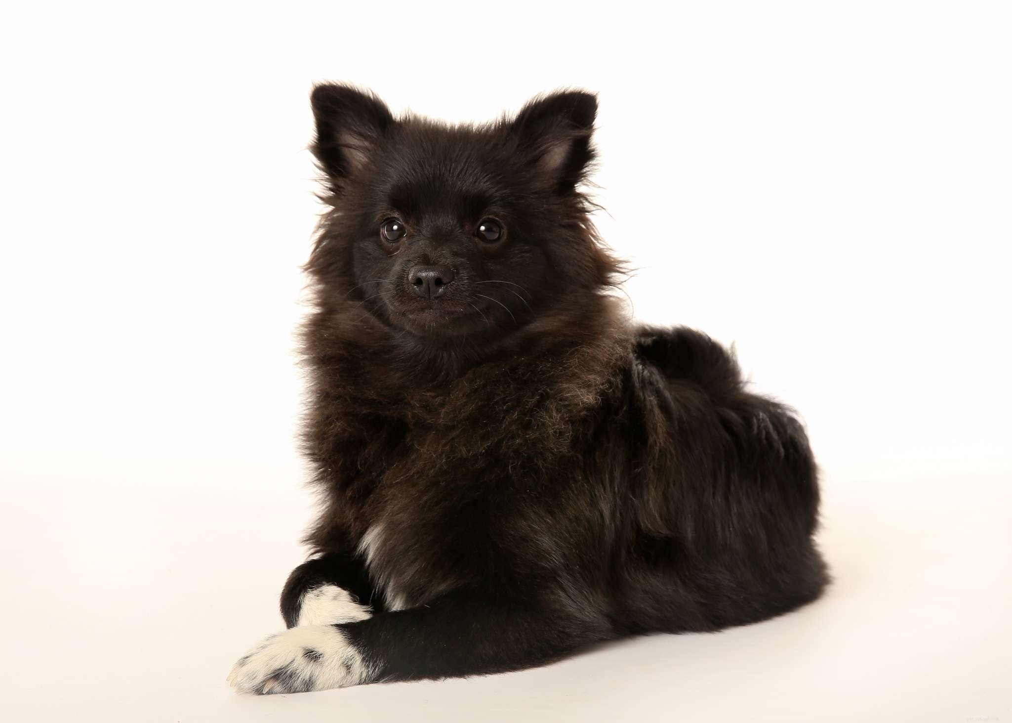 Top 10 Italian Dog Breeds for Your Perfect Companion