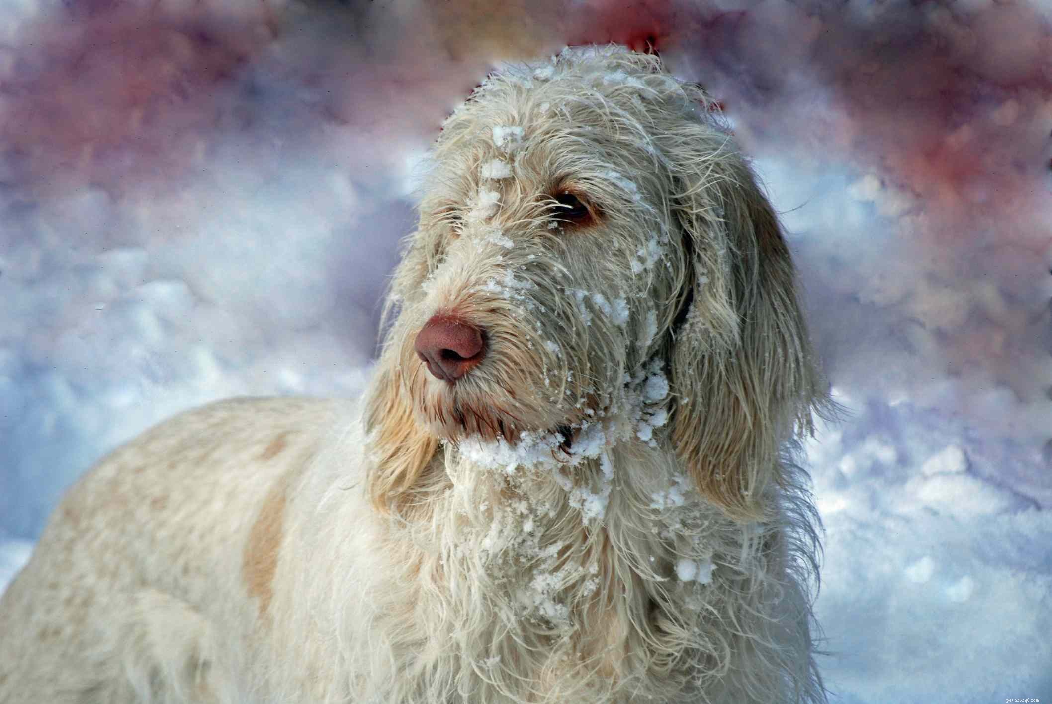 Top 10 Italian Dog Breeds for Your Perfect Companion