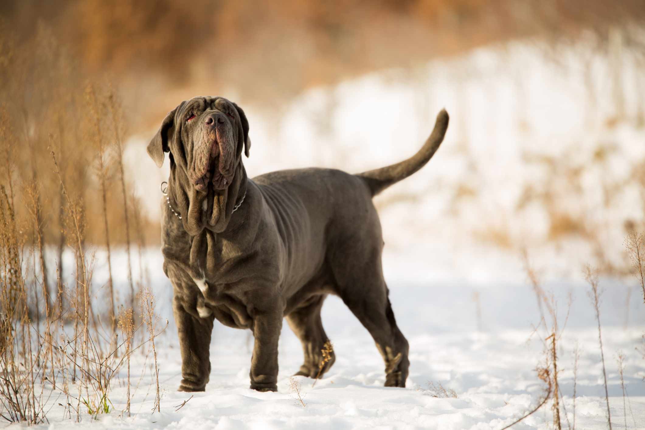 Top 10 Italian Dog Breeds for Your Perfect Companion