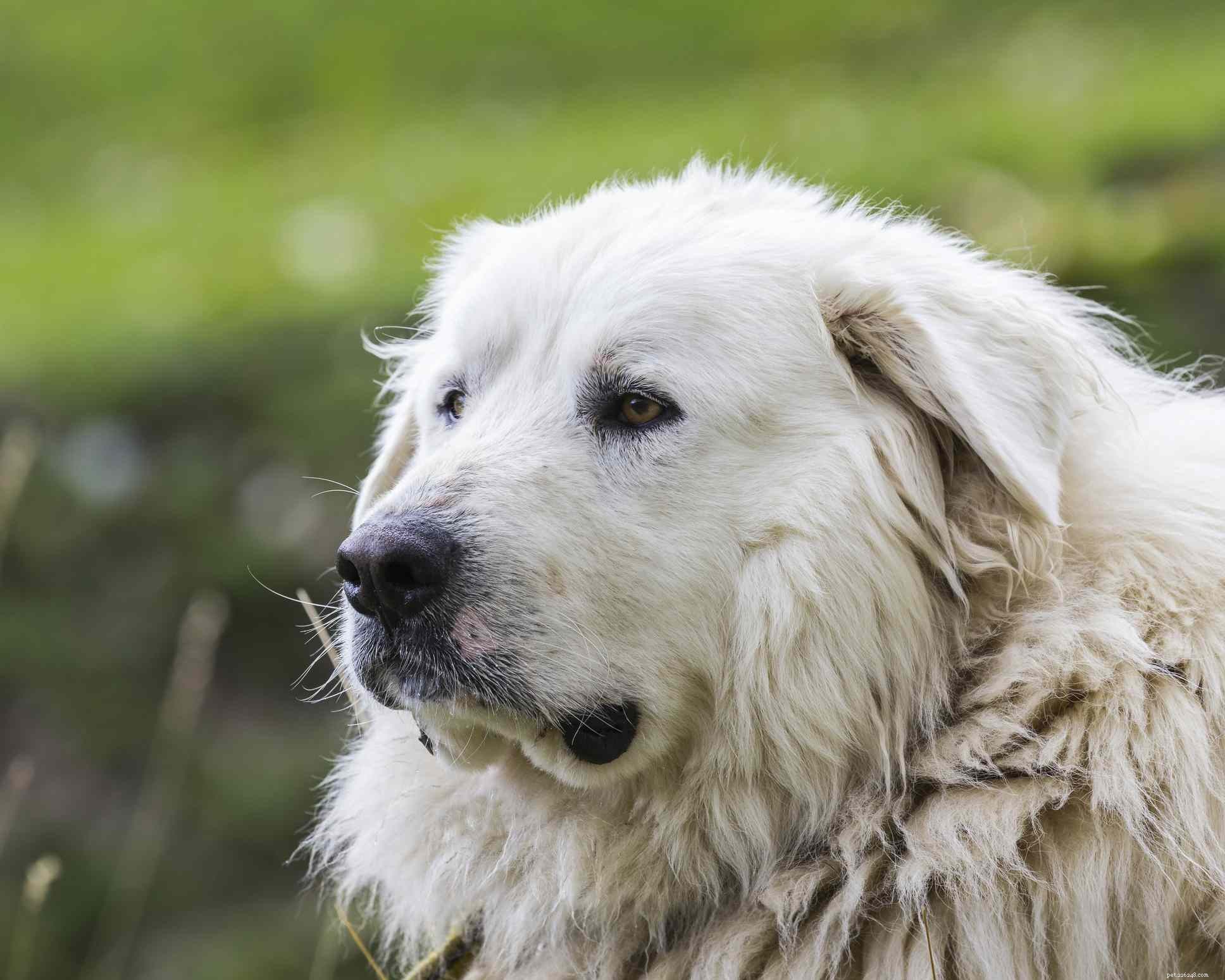 10 Bear‑Like Dog Breeds You’ll Love