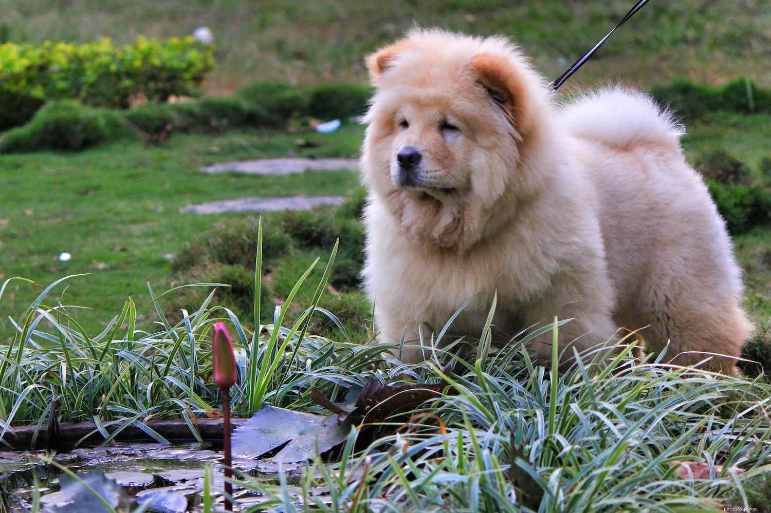 10 Bear‑Like Dog Breeds You’ll Love