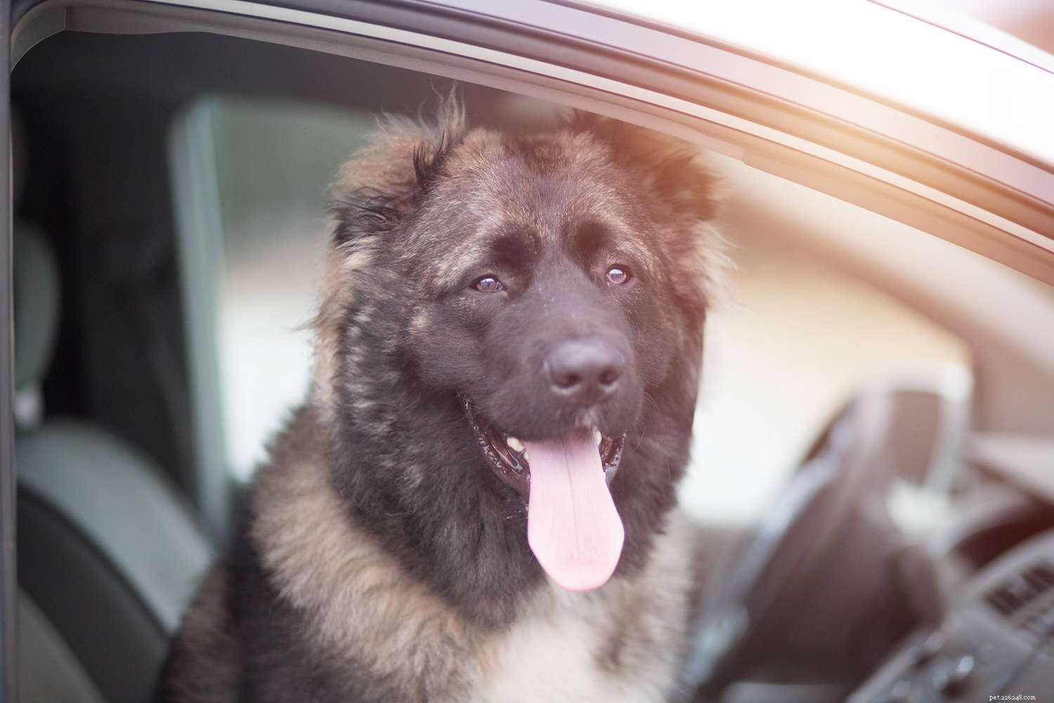 10 Bear‑Like Dog Breeds You’ll Love