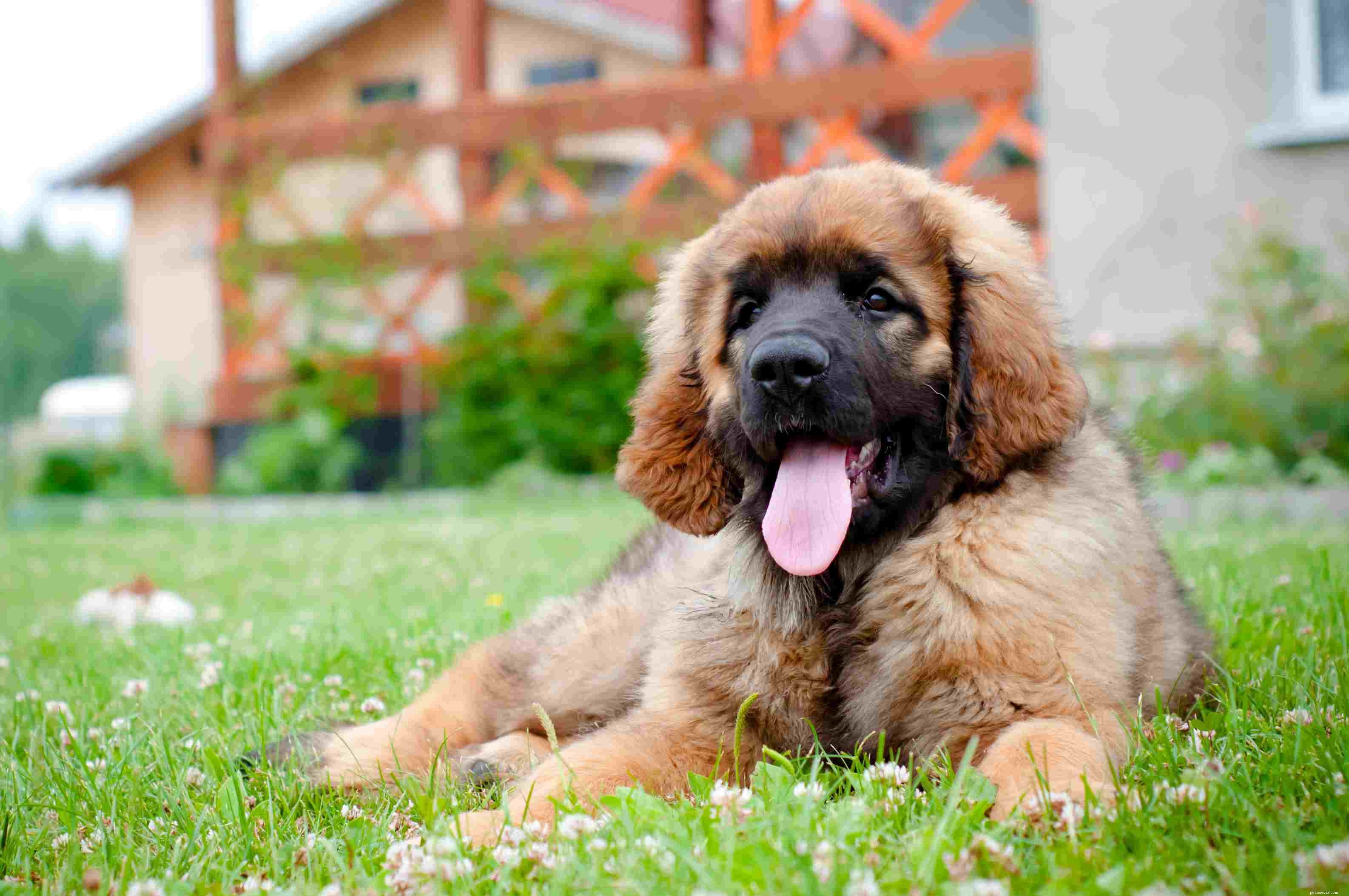10 Bear‑Like Dog Breeds You’ll Love