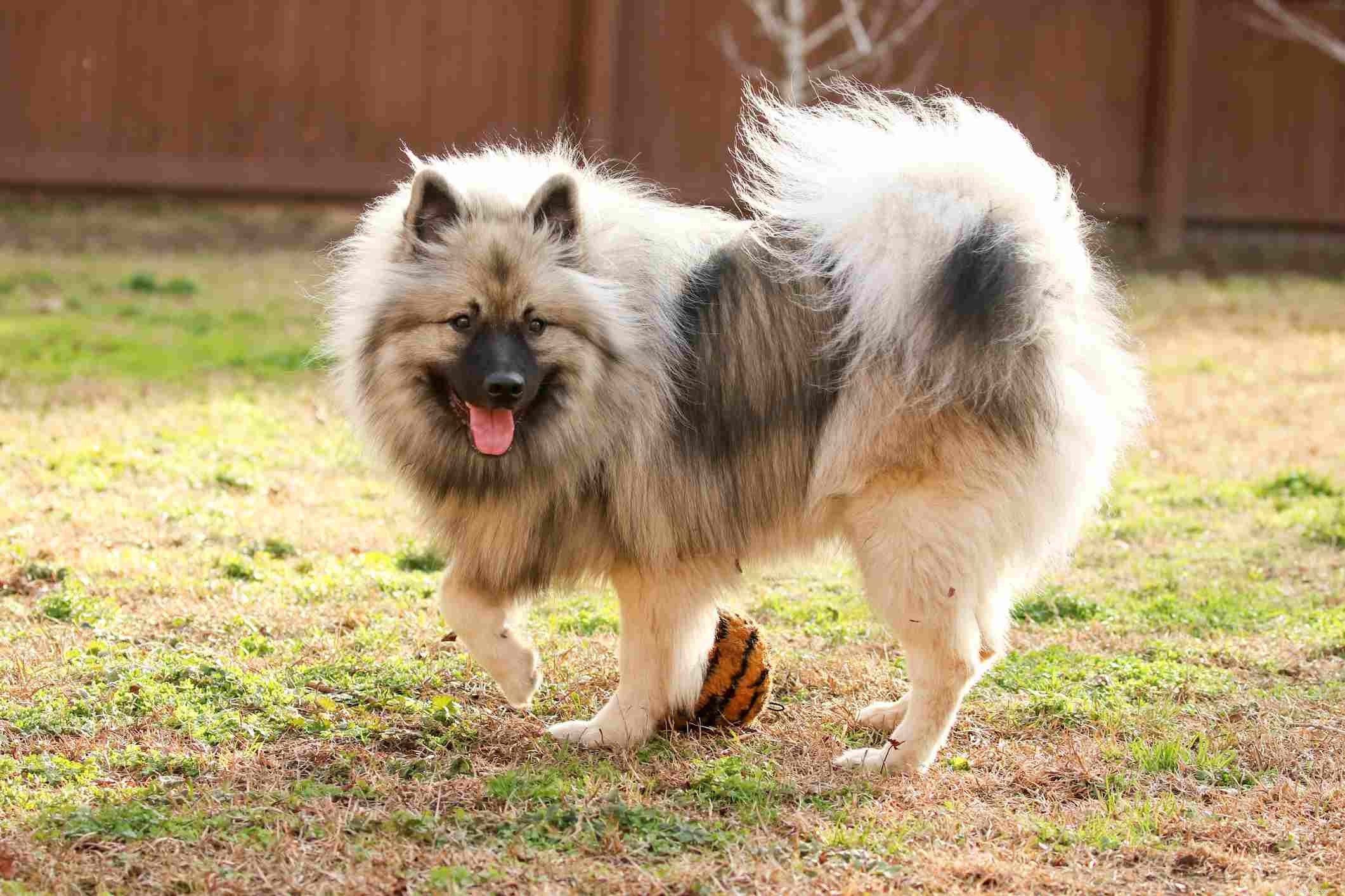 10 Bear‑Like Dog Breeds You’ll Love