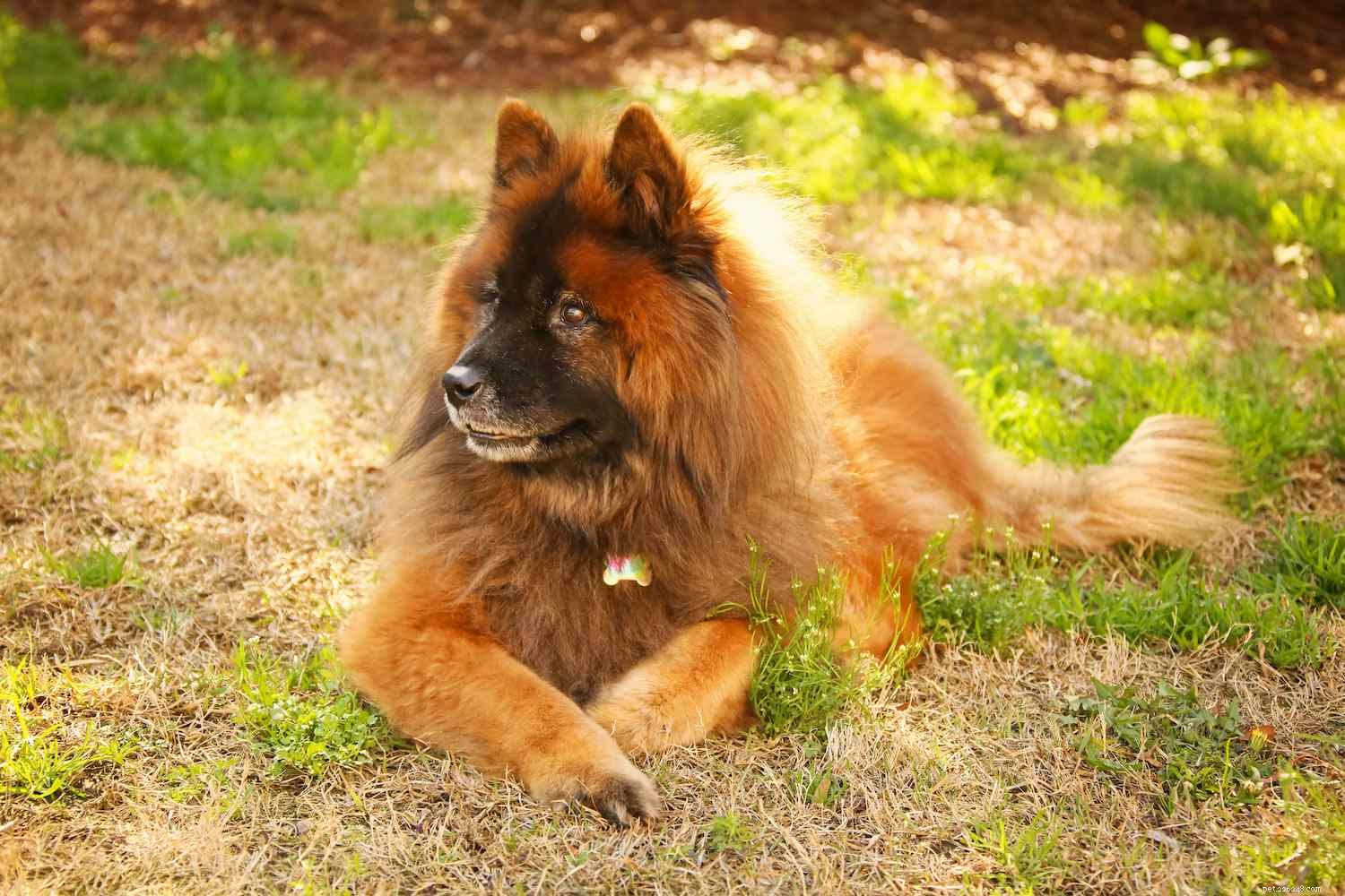 10 Bear‑Like Dog Breeds You’ll Love