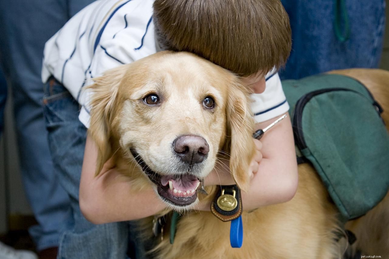 7 Working Dog Types and the Roles They Master