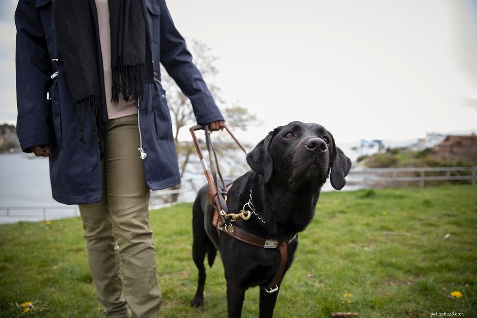 7 Working Dog Types and the Roles They Master