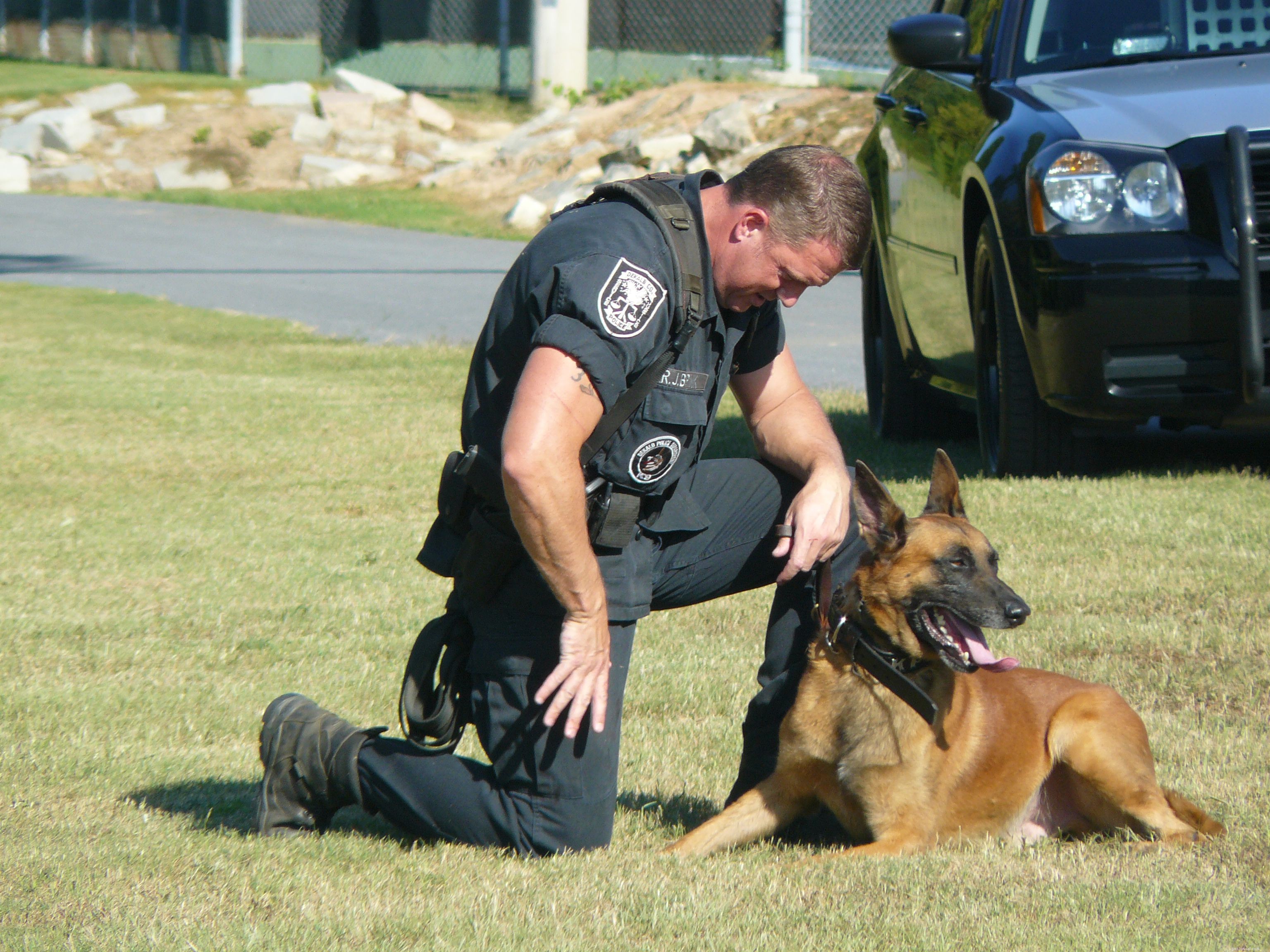 7 Working Dog Types and the Roles They Master
