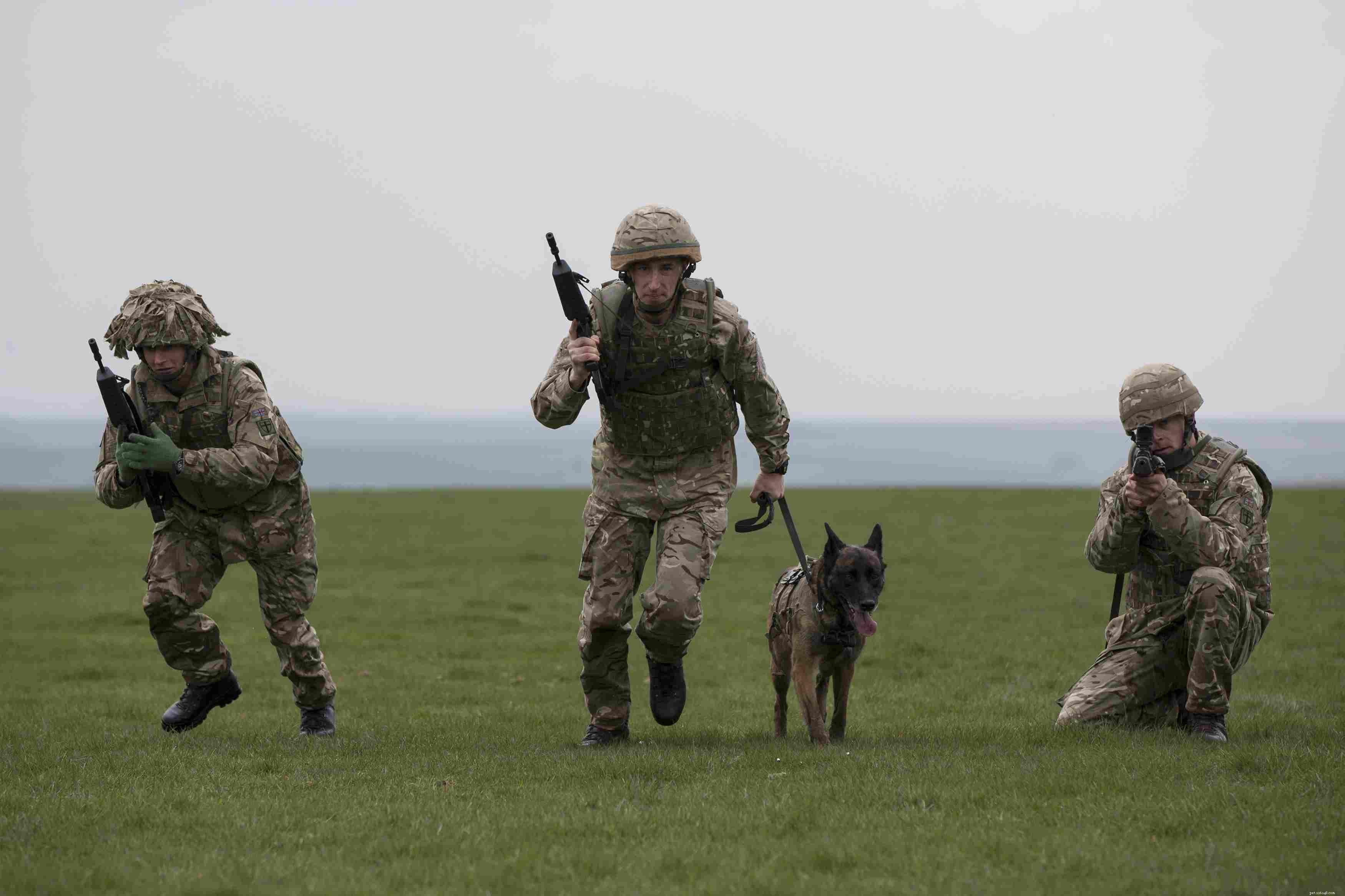7 Working Dog Types and the Roles They Master