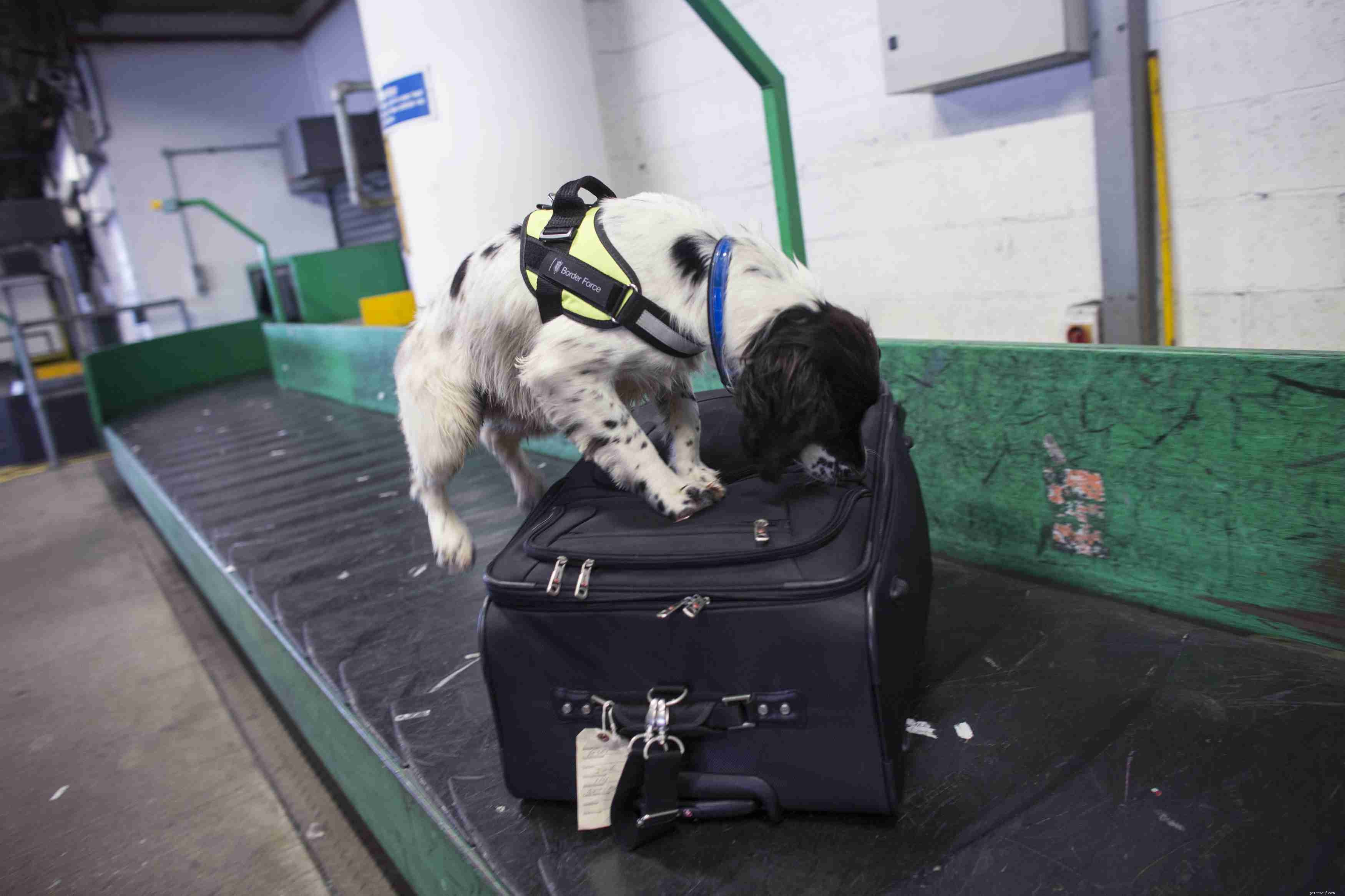 7 Working Dog Types and the Roles They Master