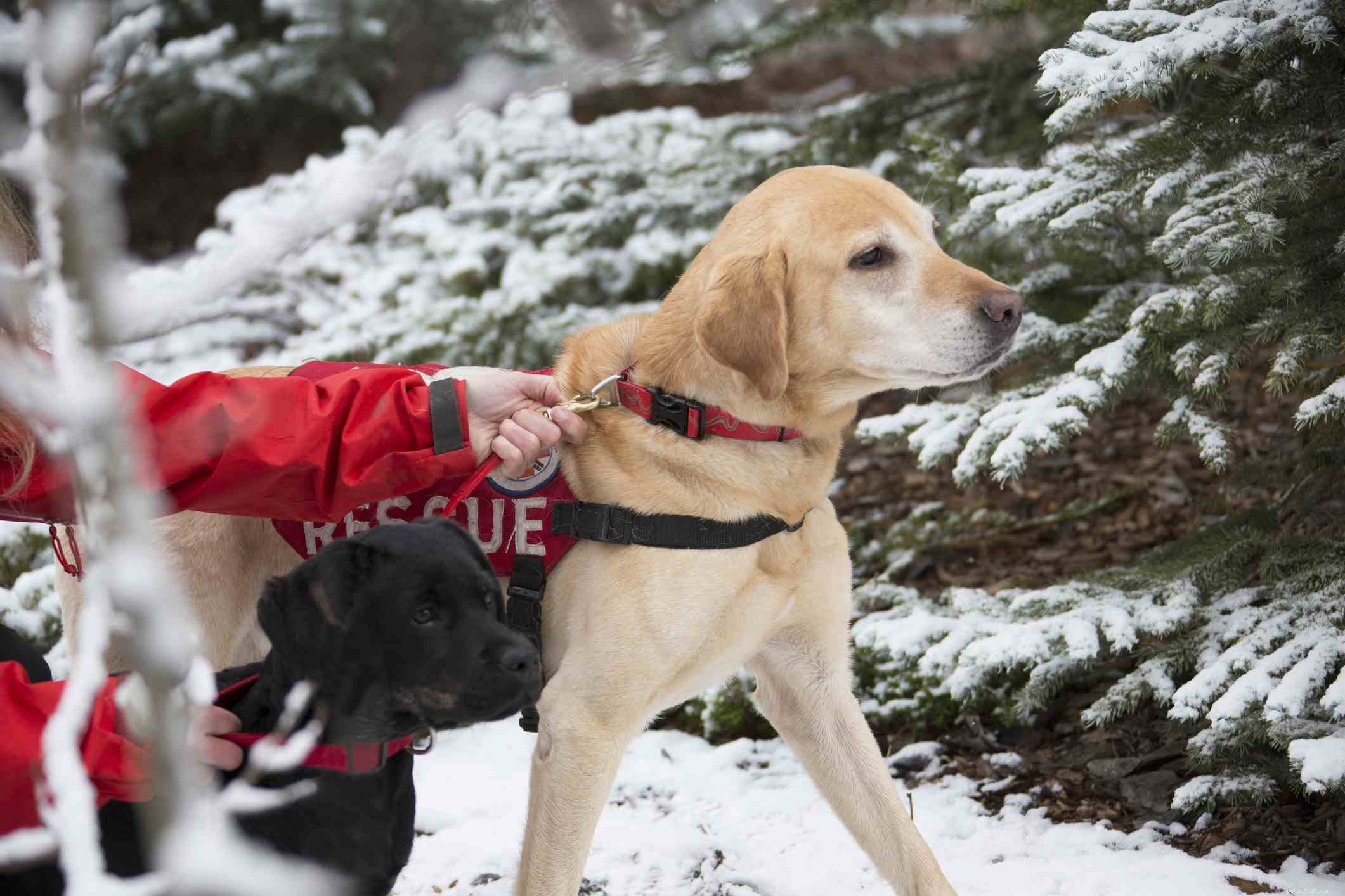 7 Working Dog Types and the Roles They Master