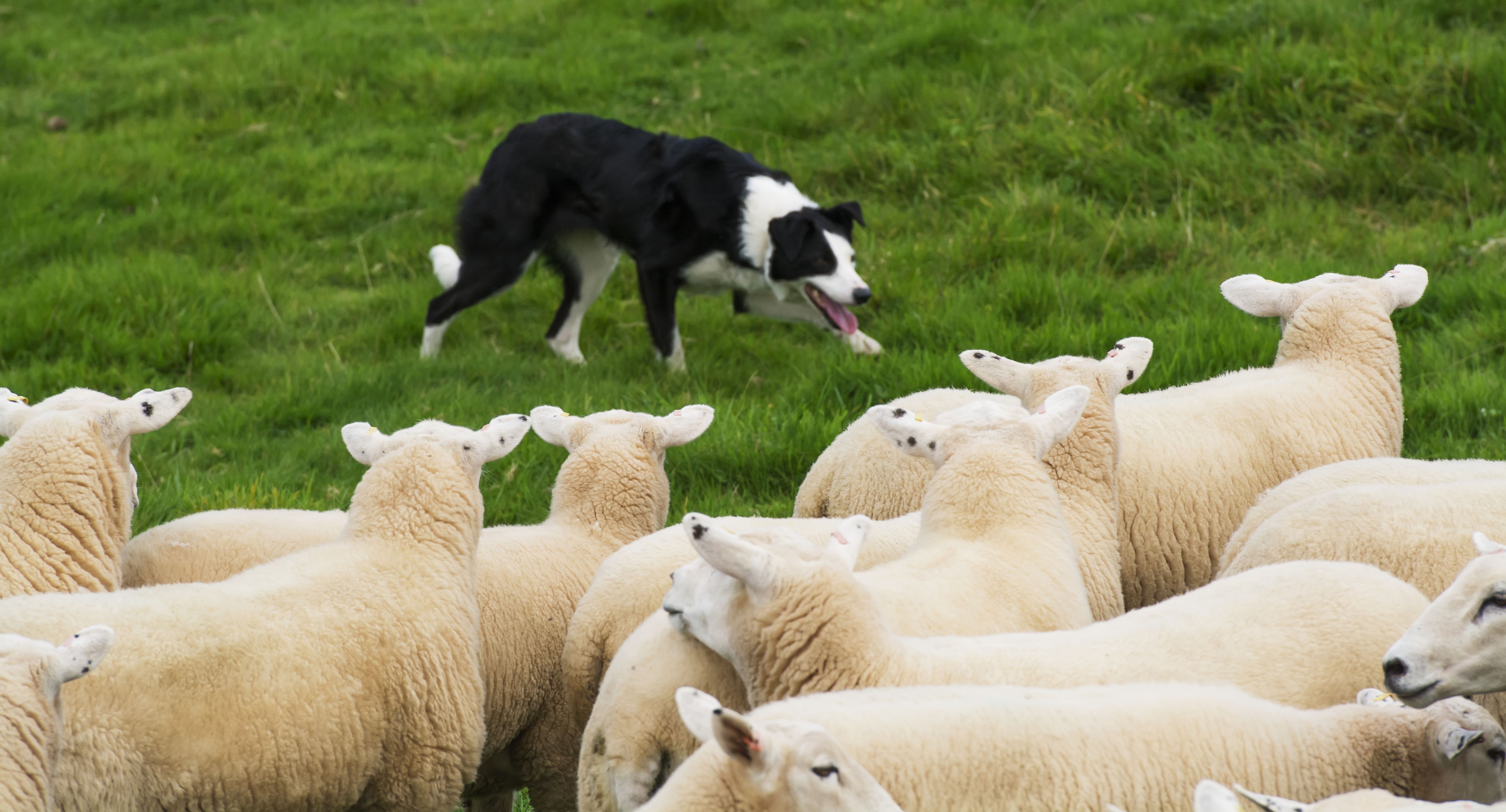 7 Working Dog Types and the Roles They Master