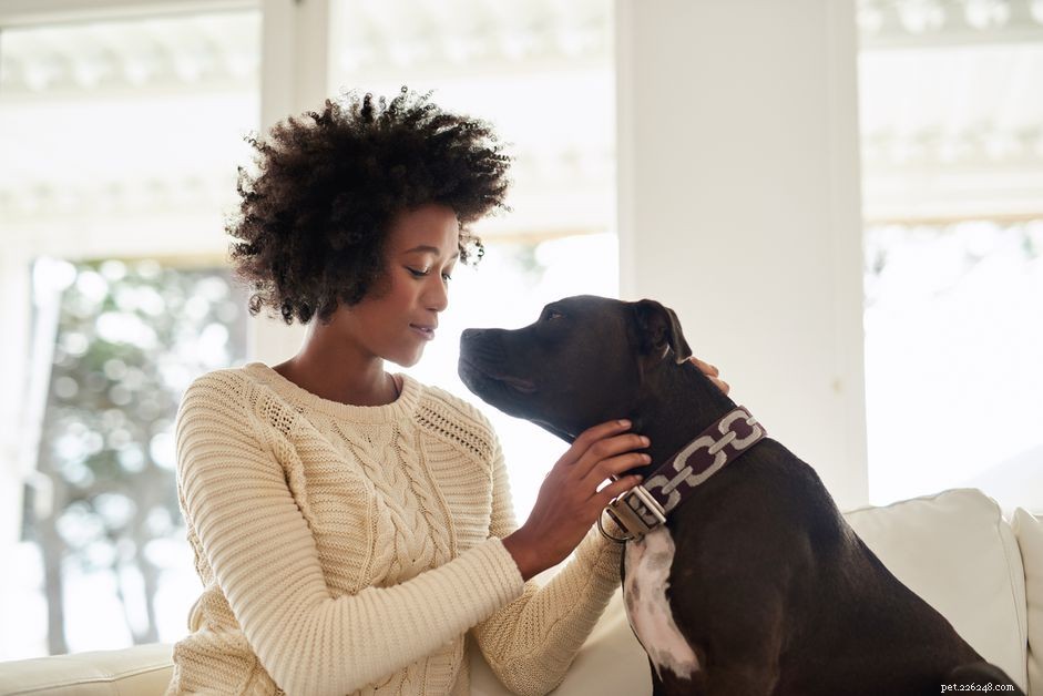 Top 10 Dog Breeds Ideal for Emotional Support