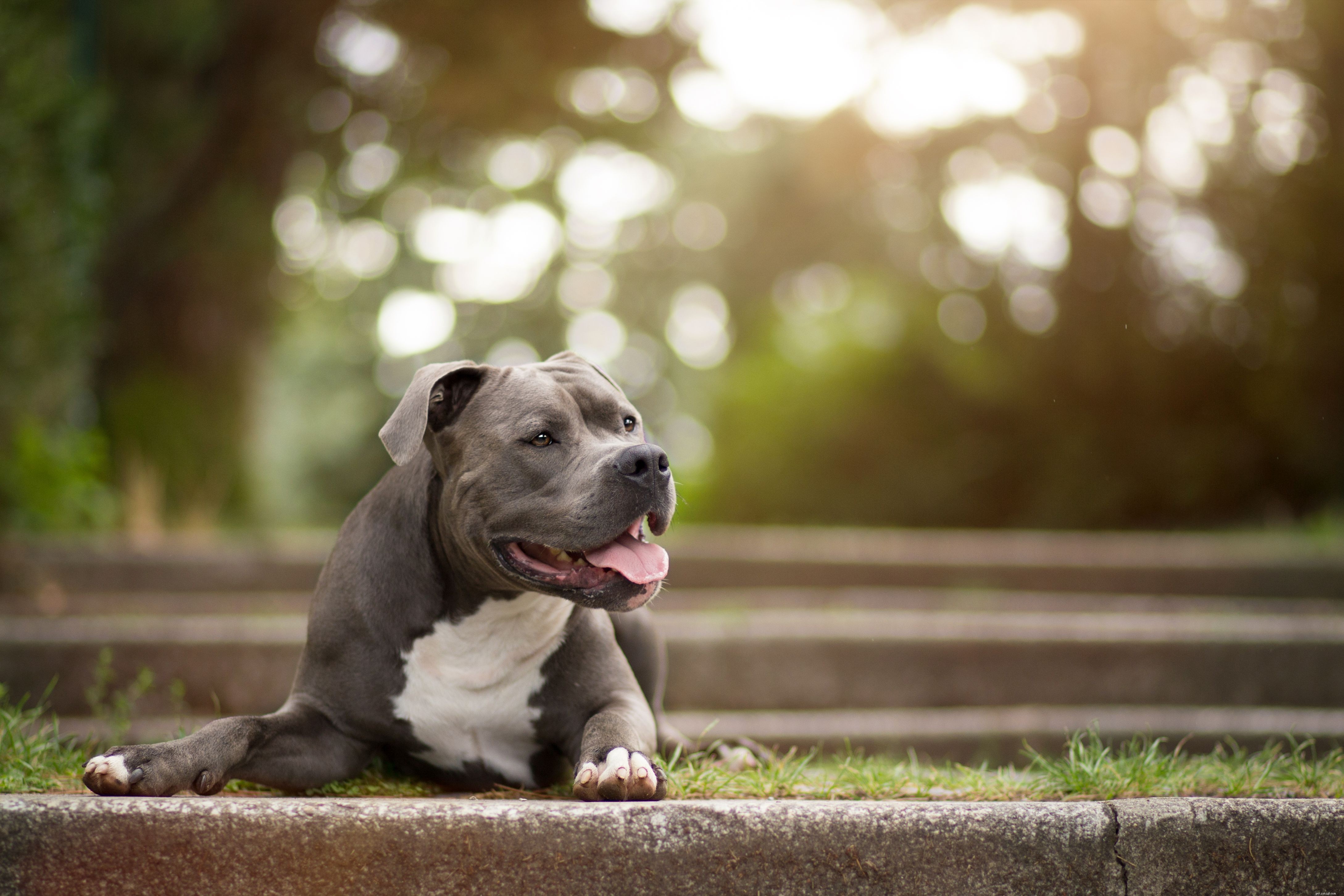 Top 10 Dog Breeds Ideal for Emotional Support