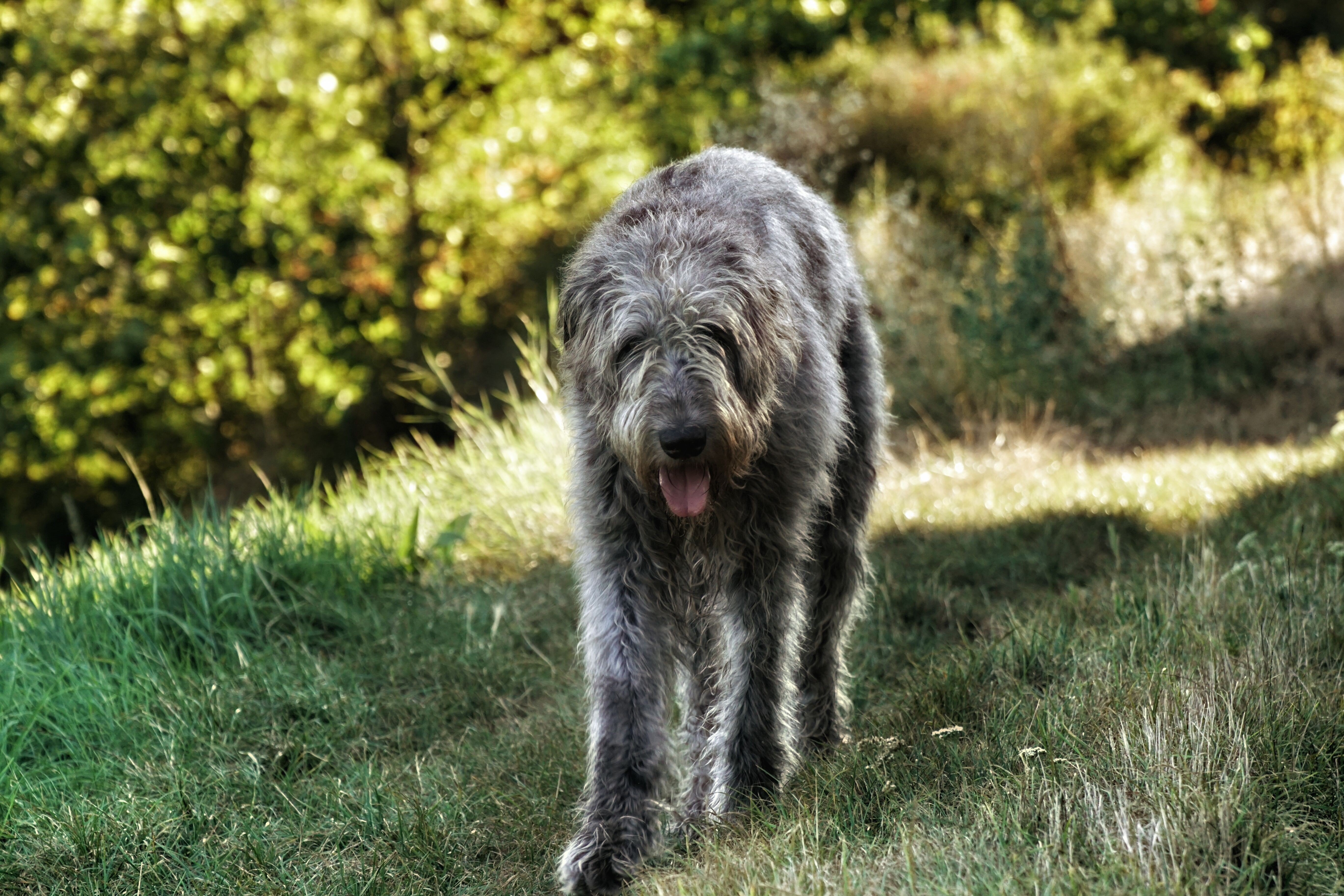 Top 10 Dog Breeds Ideal for Emotional Support