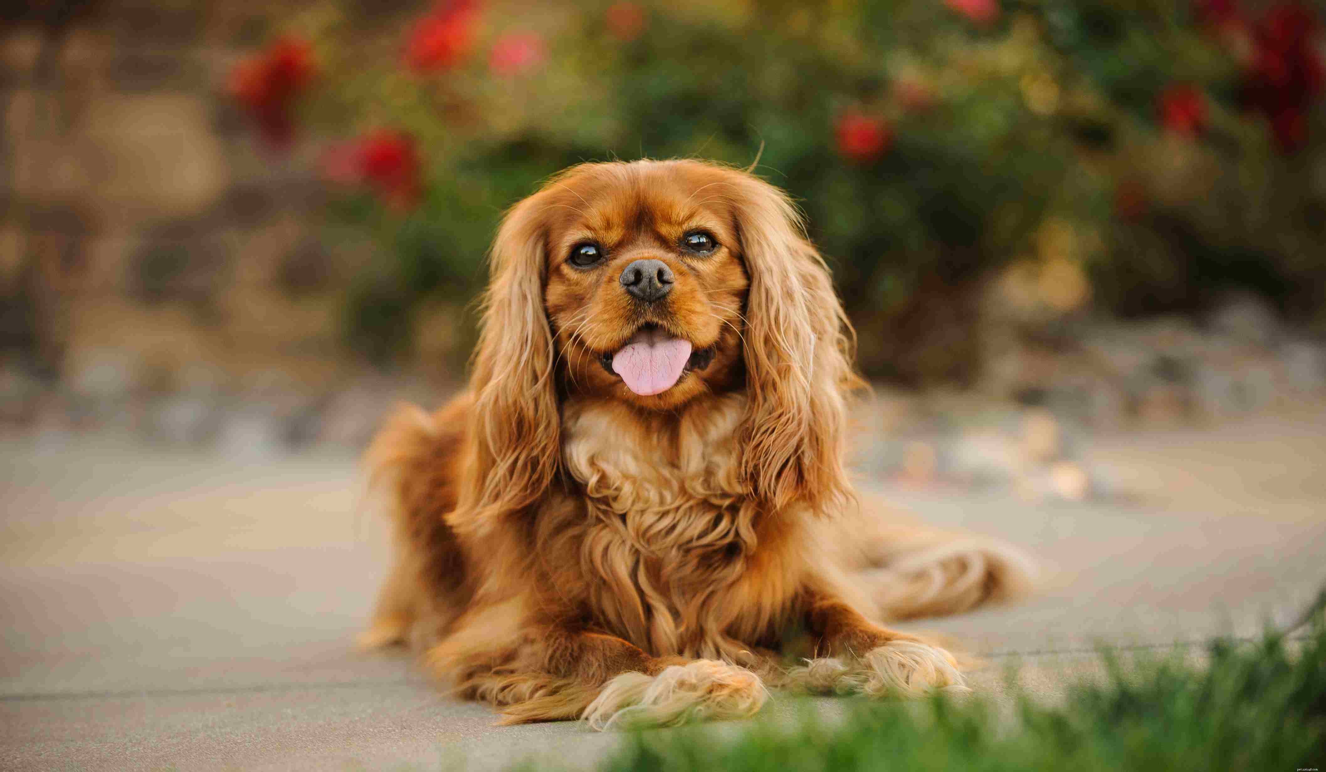 Top 10 Dog Breeds Ideal for Emotional Support