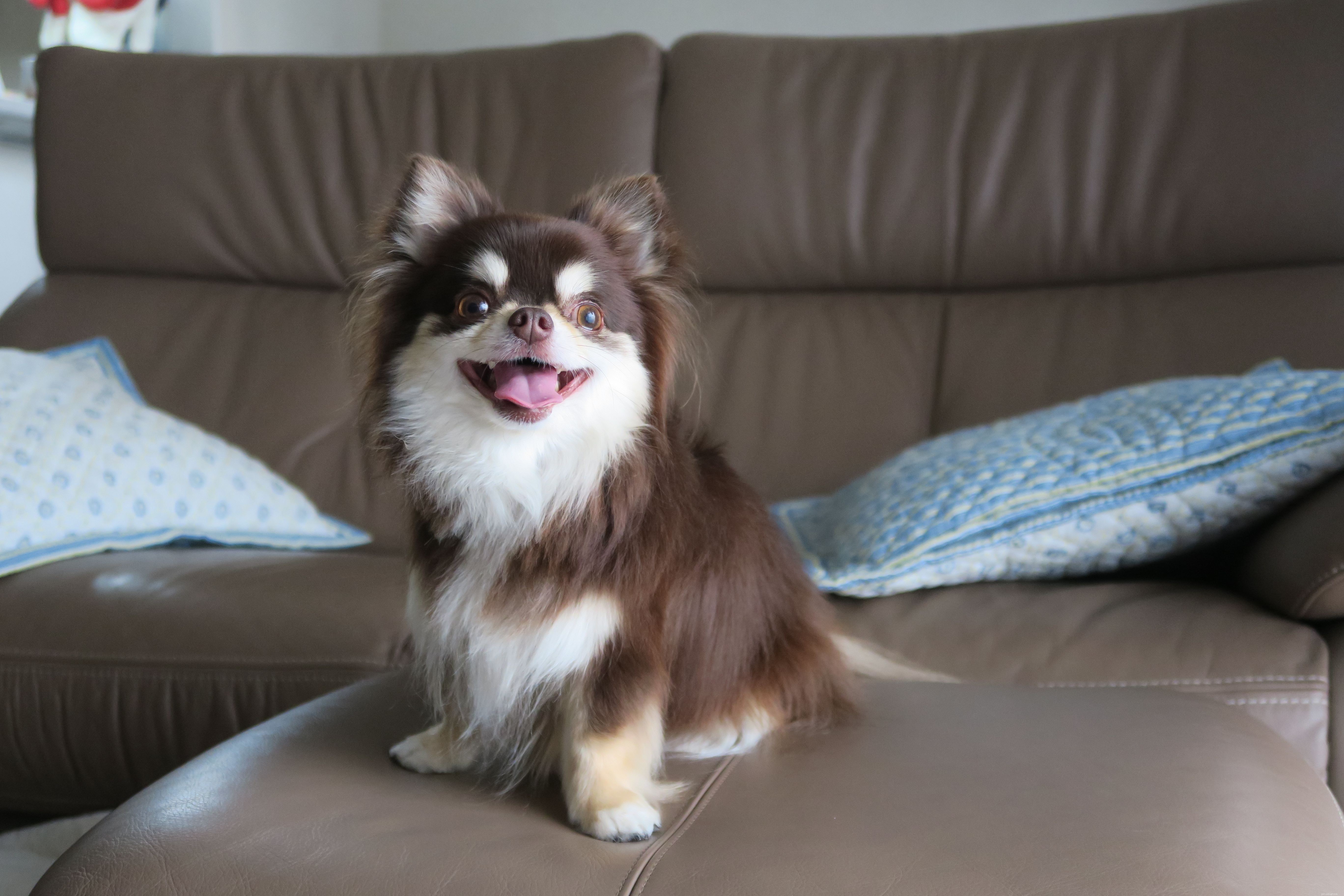 Top 10 Dog Breeds Ideal for Emotional Support