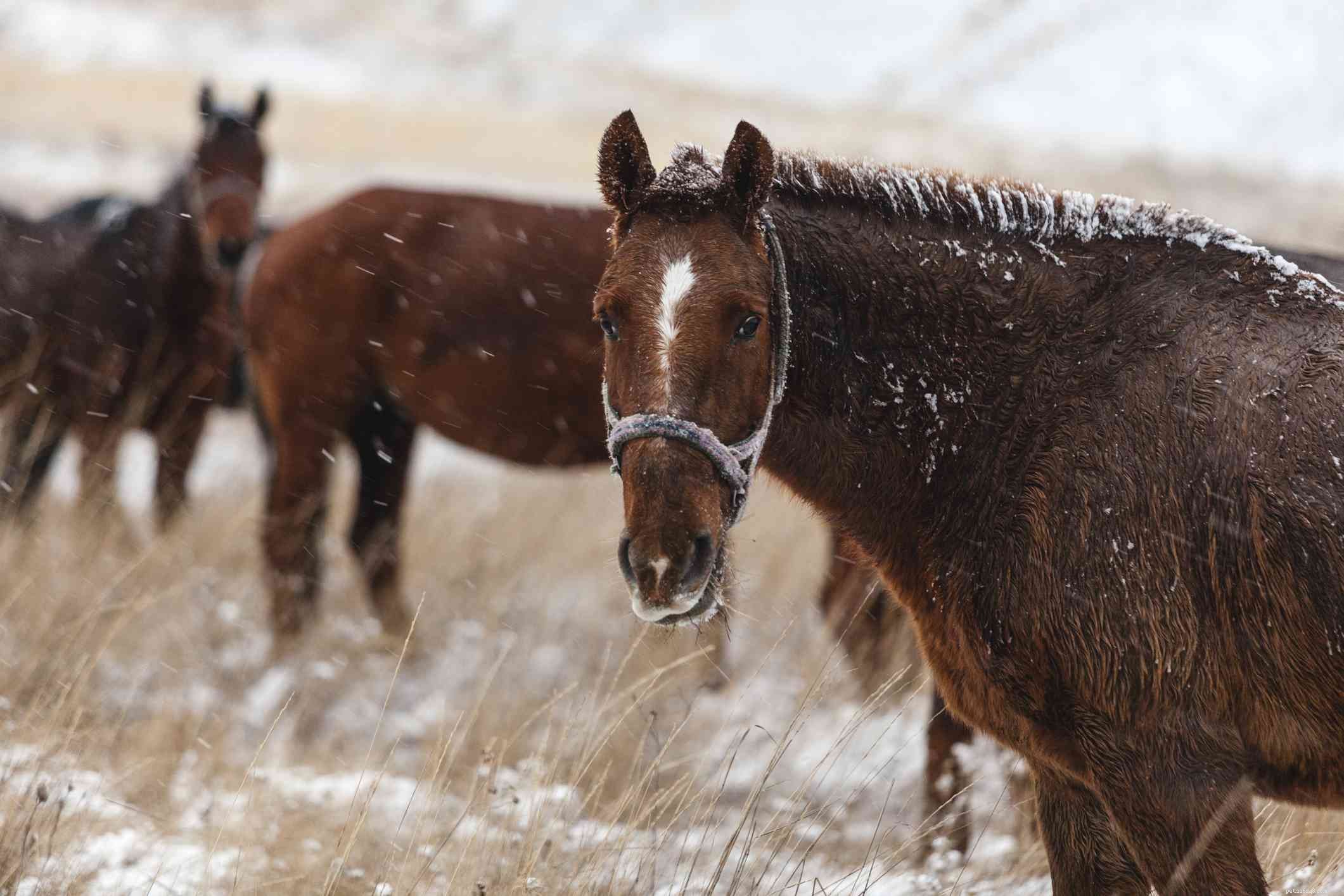 American Appendix Horse: A Versatile Cross of Quarter Horse and Thoroughbred
