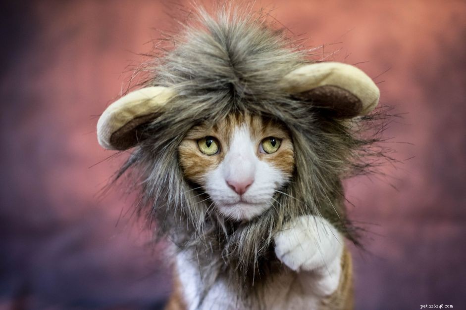 89 Majestic Lion-Inspired Names for Your Cat