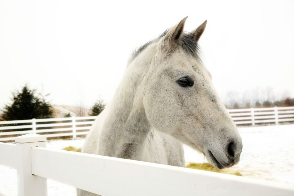 American Appendix Horse: A Versatile Cross of Quarter Horse and Thoroughbred