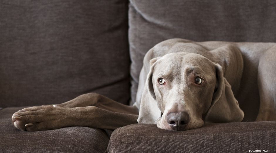 Stop Your Dog from Couch Surfing: Proven Tips to Keep Them Off Furniture