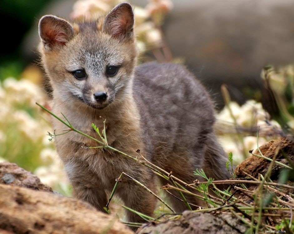 10 Adorable Baby Animals Thriving in Spring