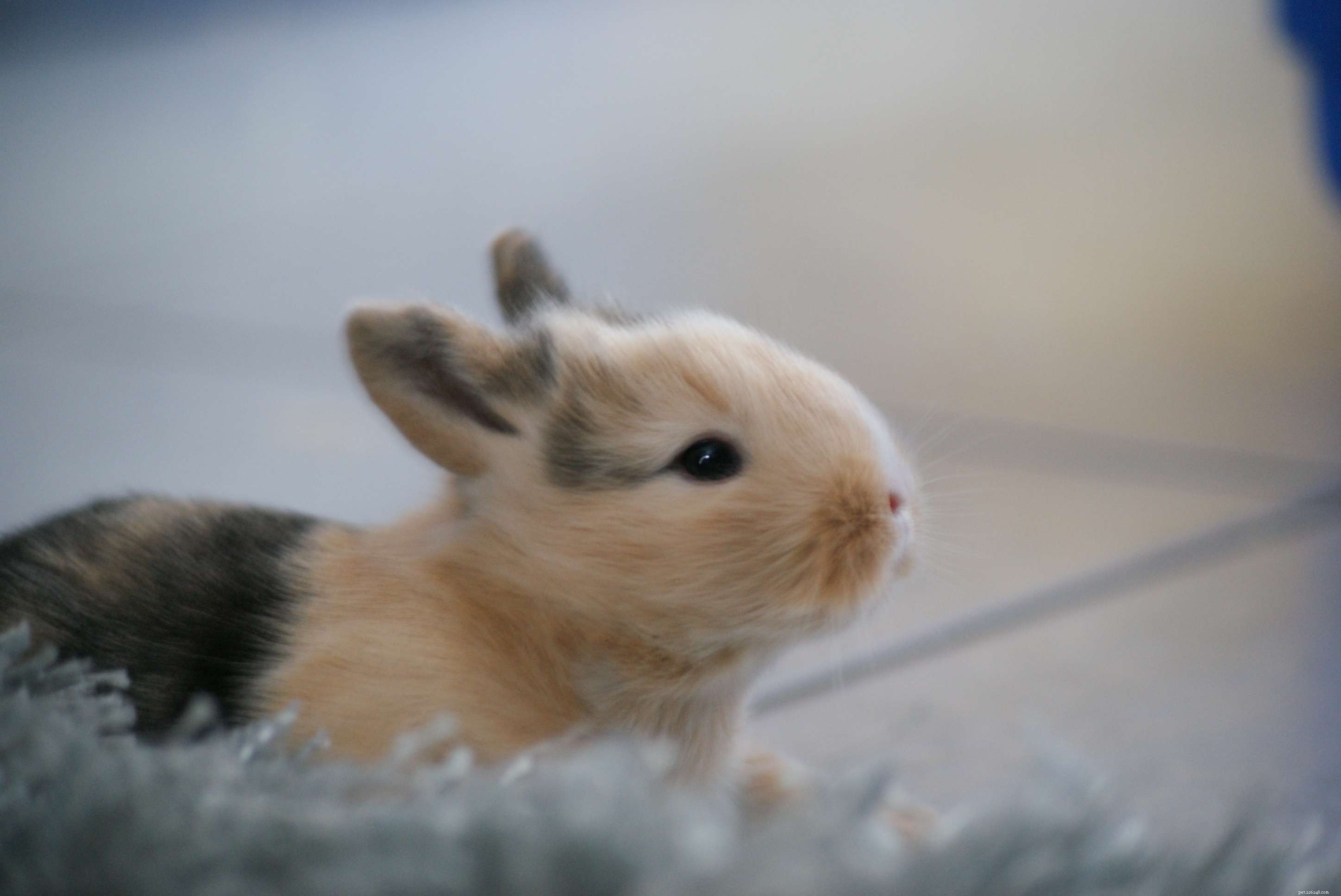 10 Adorable Baby Animals Thriving in Spring