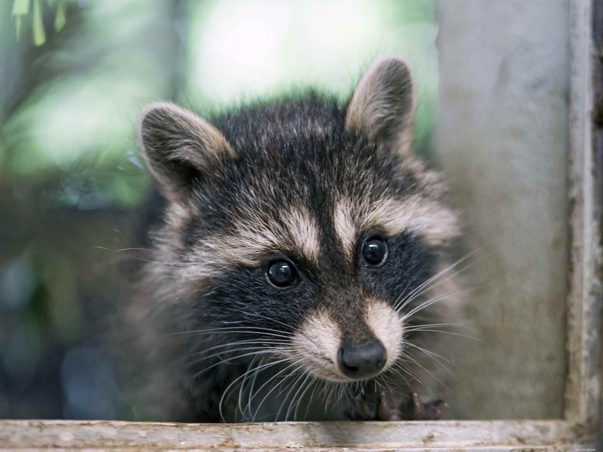 10 Adorable Baby Animals Thriving in Spring