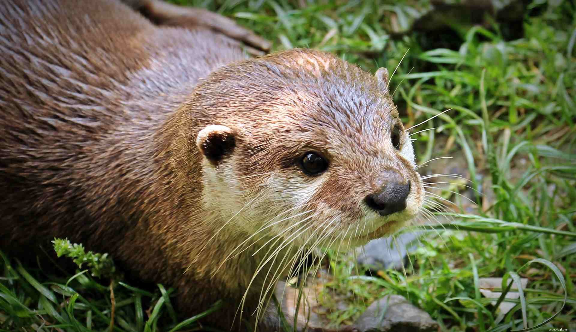 10 Adorable Baby Animals Thriving in Spring