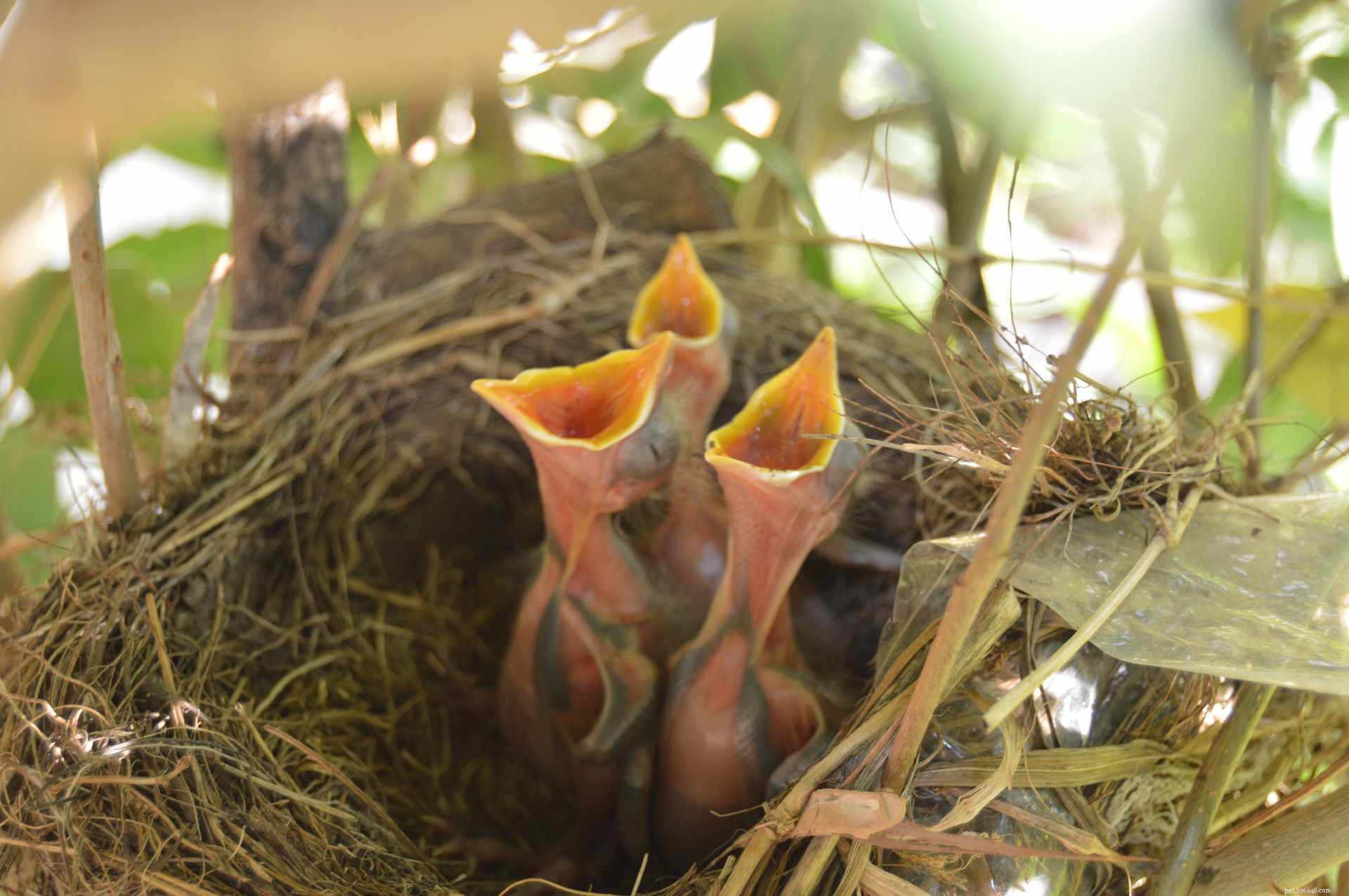 10 Adorable Baby Animals Thriving in Spring