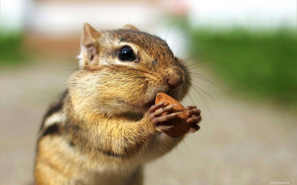 10 Adorable Baby Animals Thriving in Spring