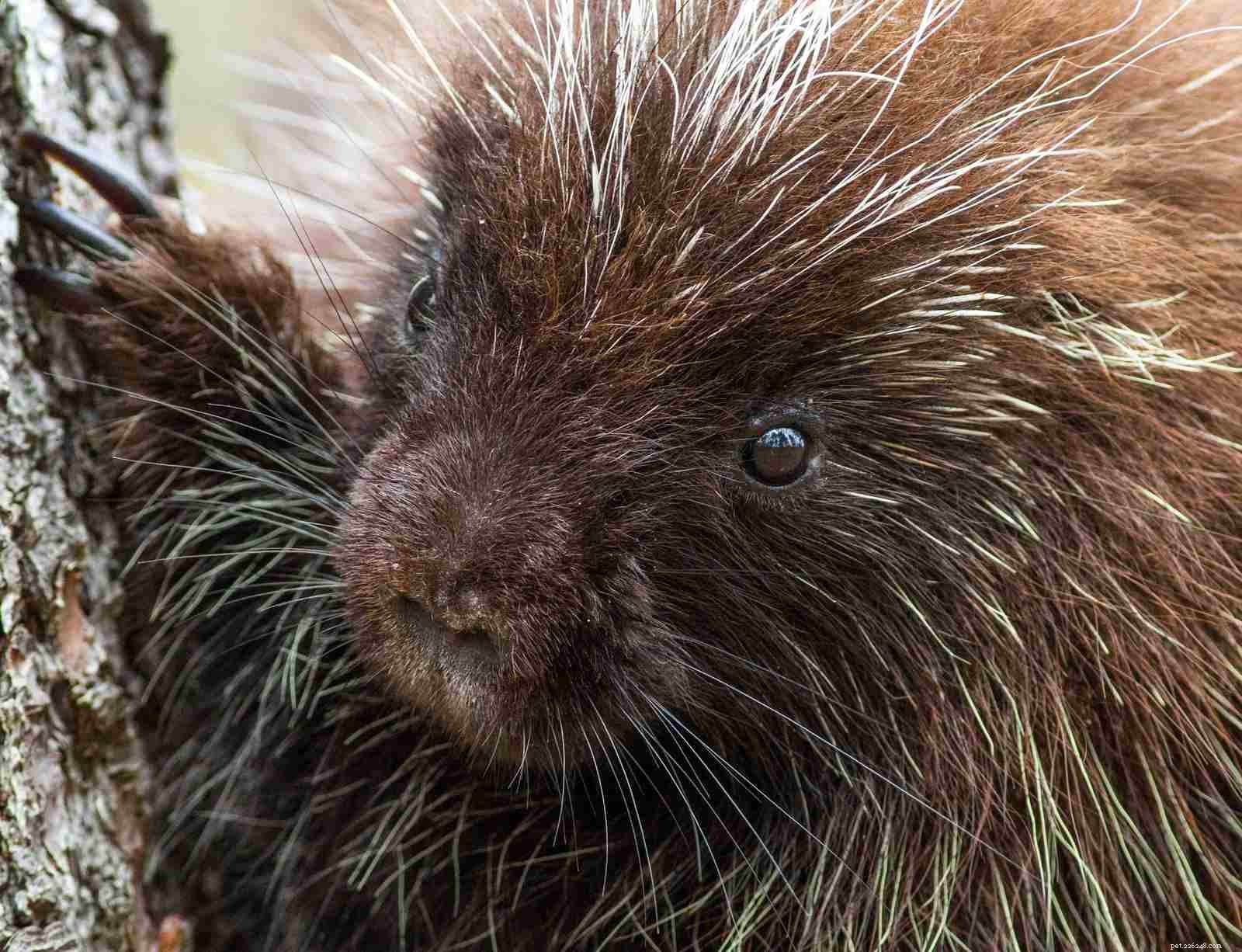 10 Adorable Baby Animals Thriving in Spring
