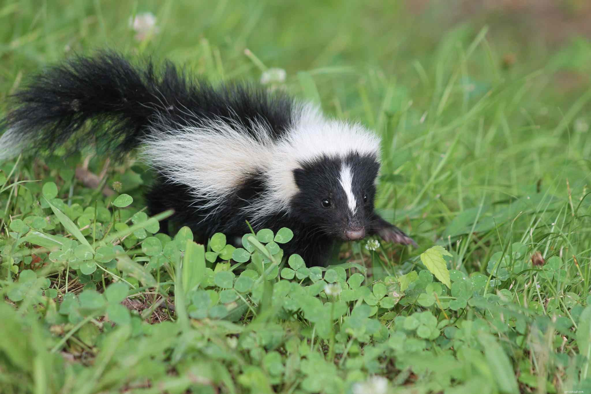 10 Adorable Baby Animals Thriving in Spring