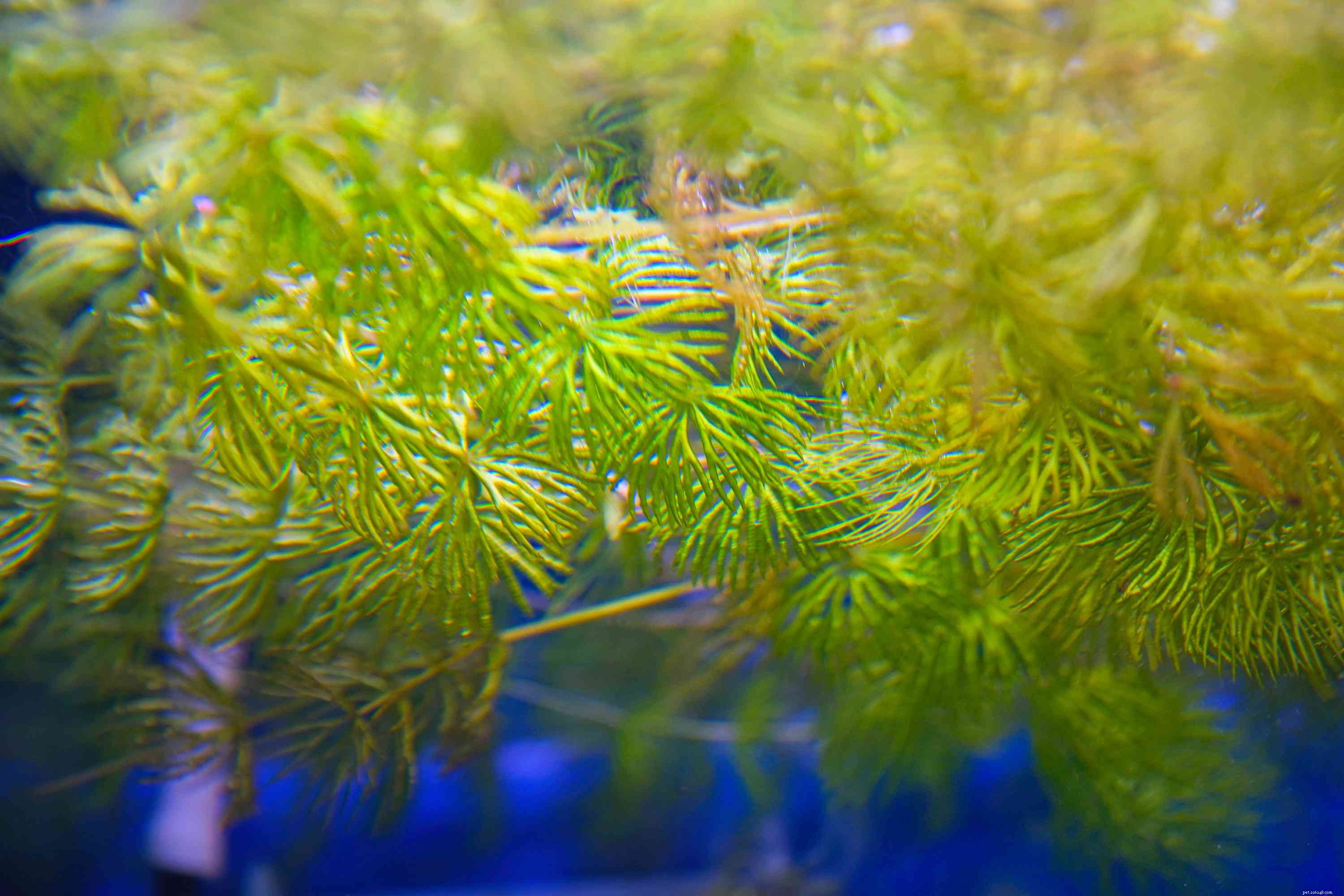 Top 14 Floating Plants to Beautify and Balance Your Aquarium