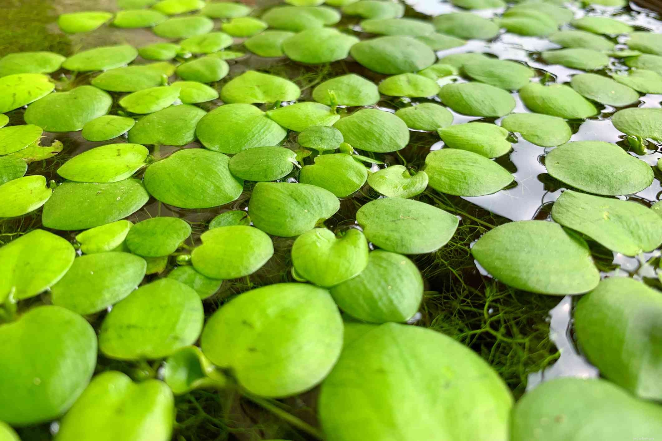 Top 14 Floating Plants to Beautify and Balance Your Aquarium