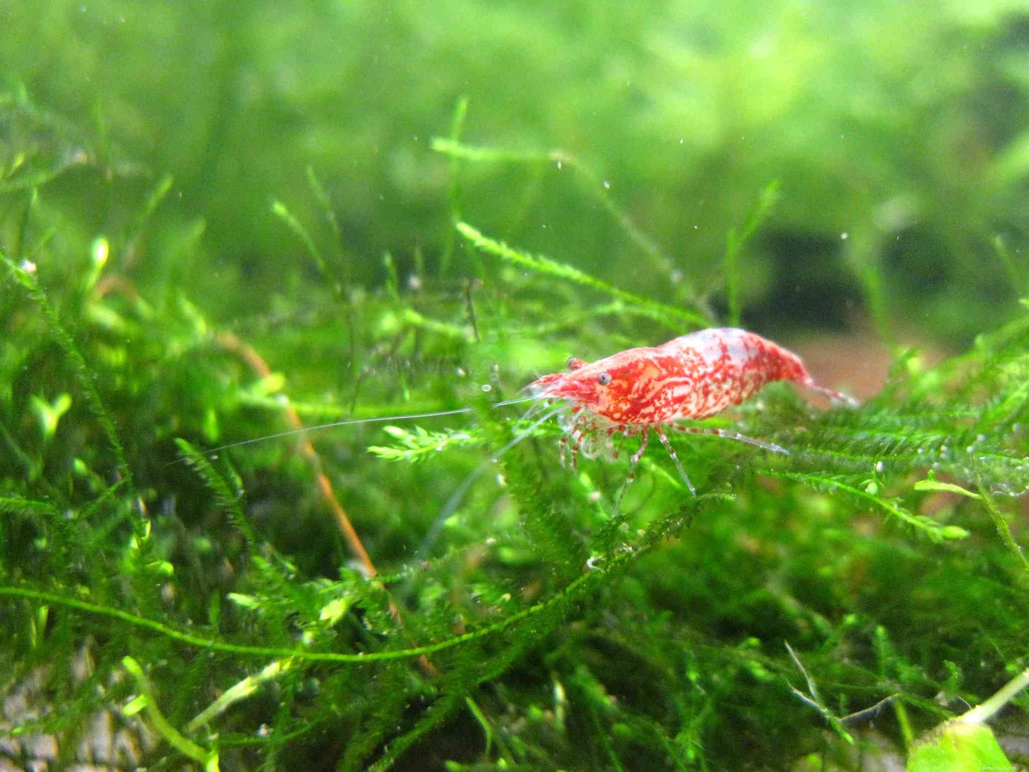 Top 14 Floating Plants to Beautify and Balance Your Aquarium
