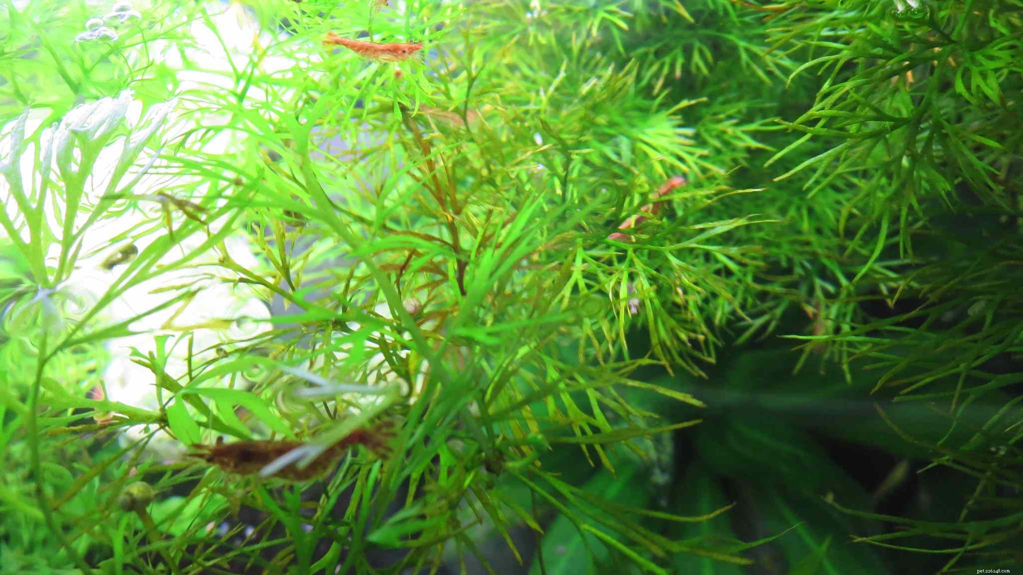 Top 14 Floating Plants to Beautify and Balance Your Aquarium
