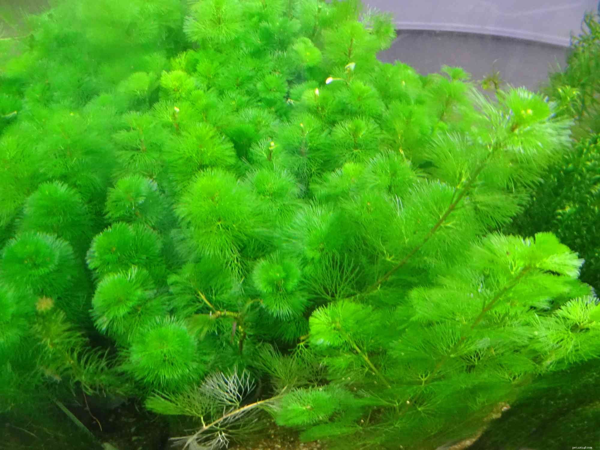 Top 14 Floating Plants to Beautify and Balance Your Aquarium