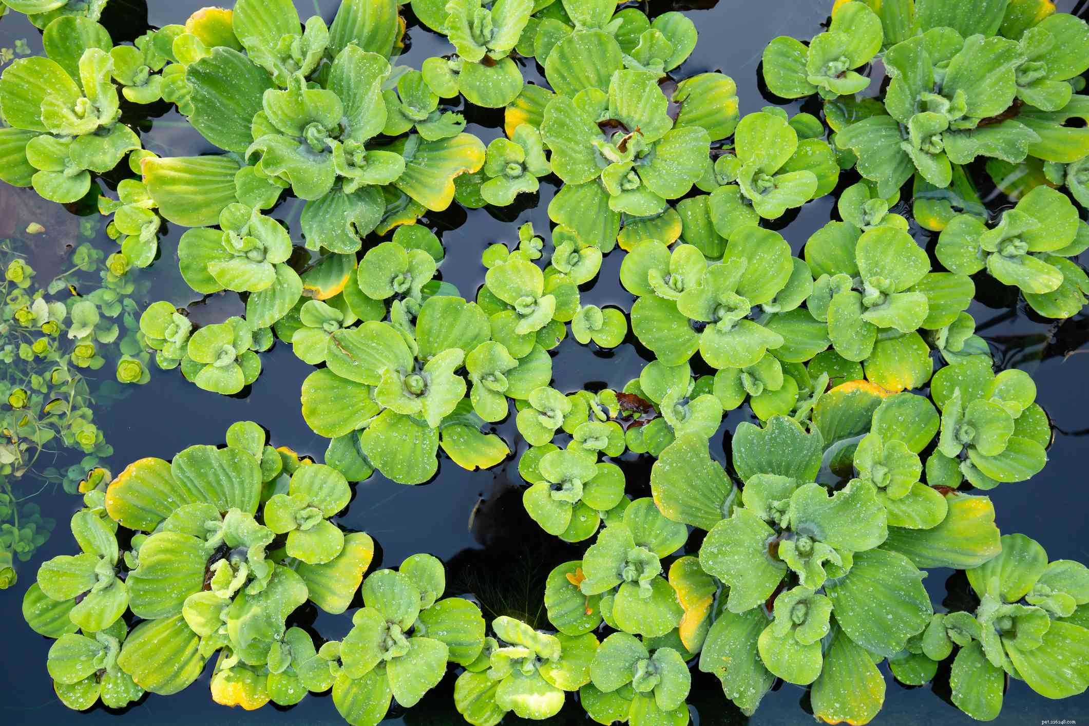 Top 14 Floating Plants to Beautify and Balance Your Aquarium