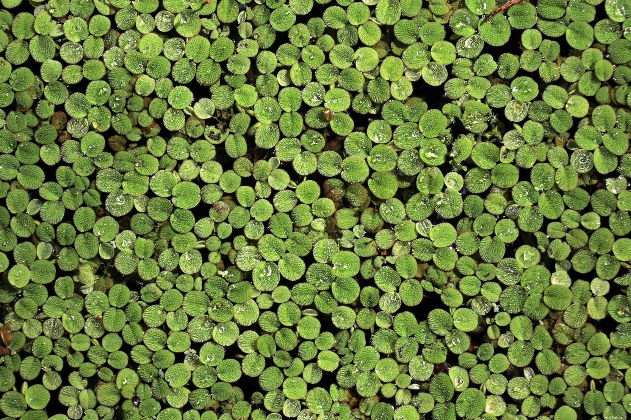 Top 14 Floating Plants to Beautify and Balance Your Aquarium