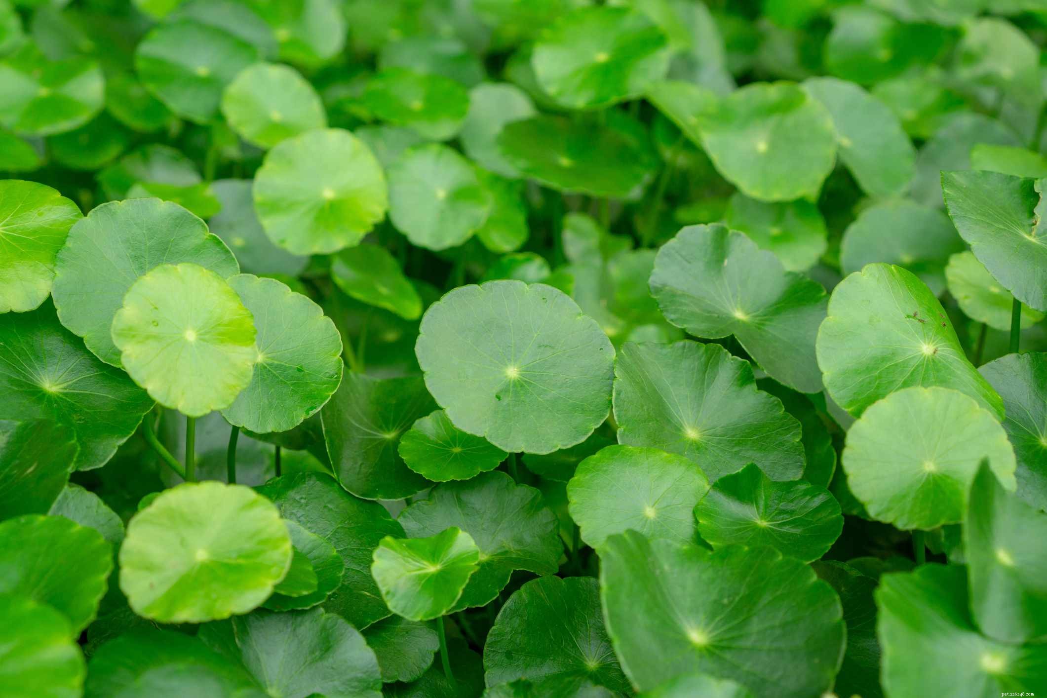 Top 14 Floating Plants to Beautify and Balance Your Aquarium